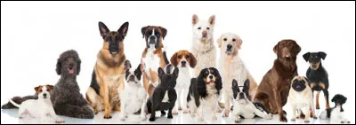 Combien de races de chiens existe-t-il environ ?