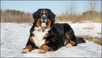 Et celui-ci est un ...