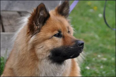 Quelle est la couleur de son pelage (photo) ?