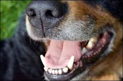 Combien de dents a un chien adulte ?