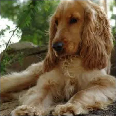 Quelle est la race du chien de cette photo ?