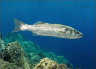 En trois lettres : il est parfois appelé loup. La voyelle est un ...