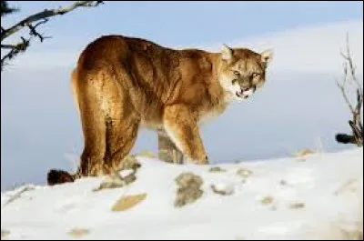 Laquelle de ces propositions n'est pas désigné par le mot "puma" ?