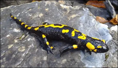 La réponse est royale !