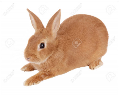 Quel est le poids d'un lapin nain en moyenne ?