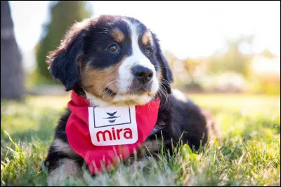 Combien de fois prom&egrave;ne-t-on un chien en une journ&eacute;e ?