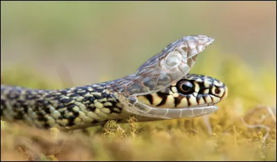 Qui parlait le Fourchelang ?