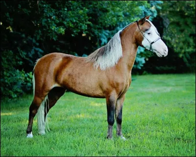 Un petit cheval pèsera généralement :