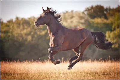 Un cheval de taille moyenne pèsera généralement :