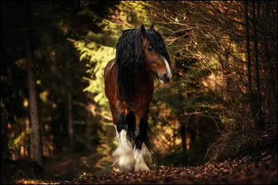 Un cheval de grande taille pèsera généralement :