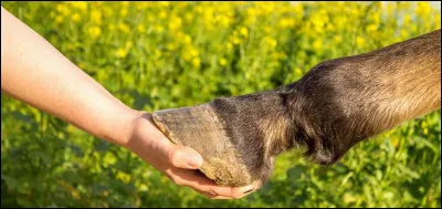 Un sabot peut pousser jusqu'à...