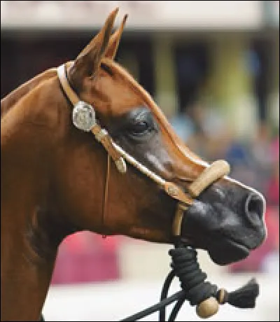 Ce cheval a un profil :