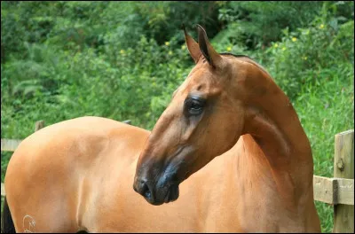 Ce cheval a un profil :
