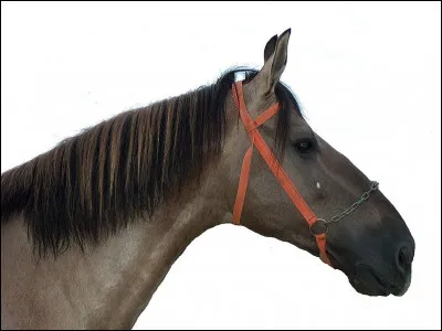 Ce cheval a un profil :