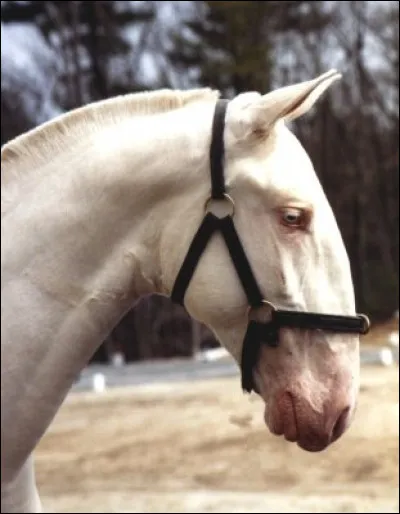 Ce cheval a un profil :