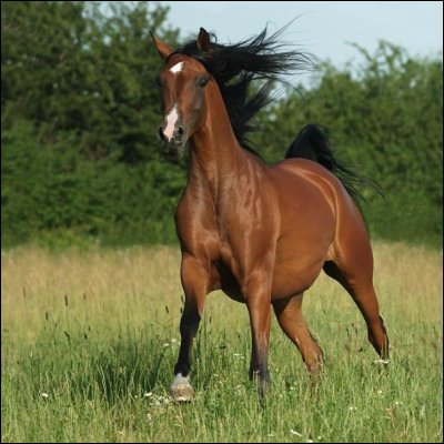 Quel est le singulier du mot "chevaux" ?