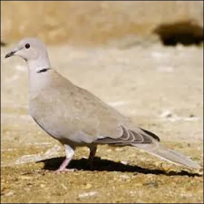 Quel est cet oiseau ?