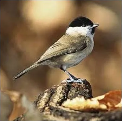Quel est cet oiseau ?