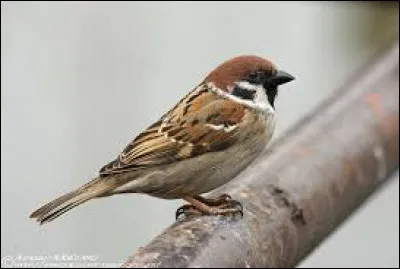 Quel est cet oiseau ?