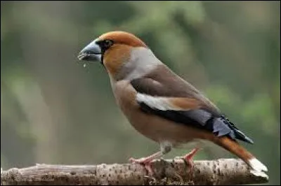 Quel est cet oiseau ?