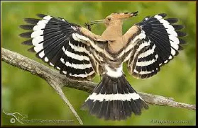 Quel est cet oiseau ?