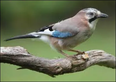 Quel est cet oiseau ?