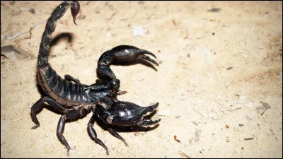 Un indice chantant pour un pays !