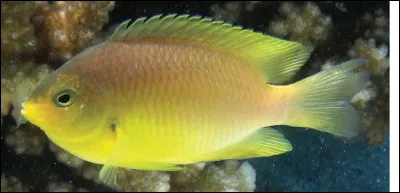 L'indice est un poisson demoiselle, trouvez l'interprète d'une certaine chanson !