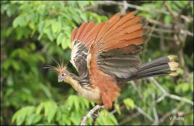 Pour les scientifiques, cet oiseau est encore une énigme, il ne vit que sur un continent !
