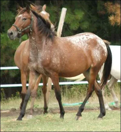 Celui-ci ressemble plutôt à l'appaloosa mais ce n'est pas sa race...