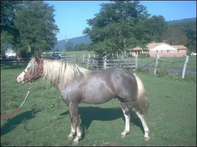 Celui-ci est de race...