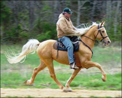 Ce beau palomino a une belle allure, c'est le...