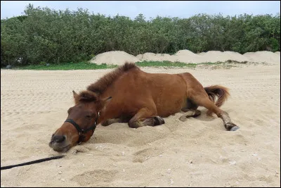 Ce cheval, pas très grand, c'est le...