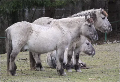 Il ressemble au tarpan, mais c'est un cheval à part entière...