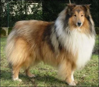 Quelle est la race du chien ?