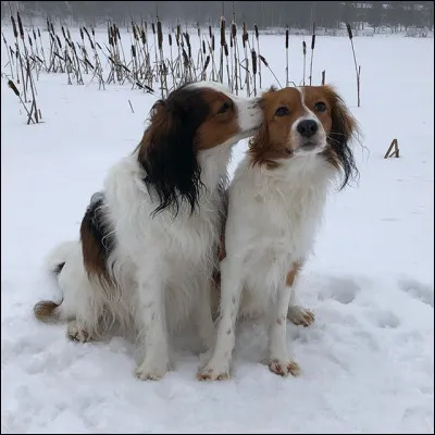 Quelle est la race du chien ?