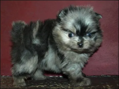 Quelle est la race de ce chien ?