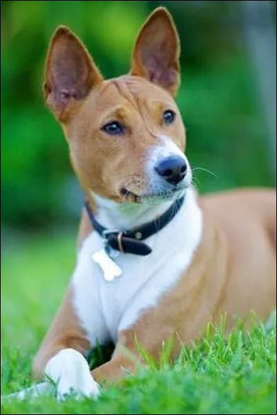 Quelle est la race de ce chien ?