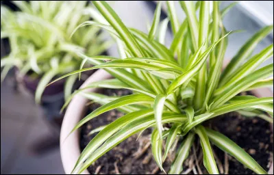 Comment appelle-t-on une plante enracinée sous l'eau, mais dont la tige, les fleurs et les feuilles sont aériennes ?