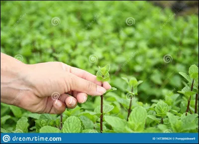 Combien de Français possèdent-ils un potager ?