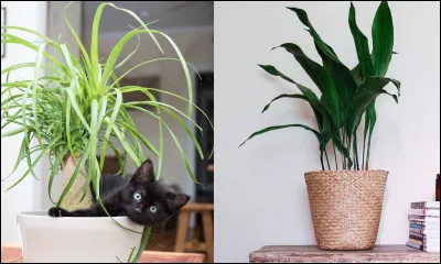 Il est possible de greffer une plante sur une plante différente.