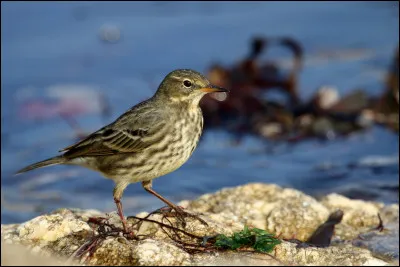 Vous terminez votre balade en observant ce passereau qui se balade sur des rochers. Il s'agit...