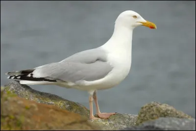 Au loin, un groupe d'oiseaux tourne dans le ciel. L'un d'eux se pose, vous saisissez alors vos jumelles et identifiez...