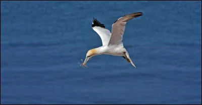 Un rapide coup d'il en mer vous permet de détecter la présence d'un groupe de ces oiseaux. Mais de quelle espèce s'agit-il ?