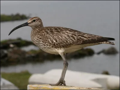Ces étranges oiseaux au bec arqué sont posés en groupe sur le sable. Il s'agit de...