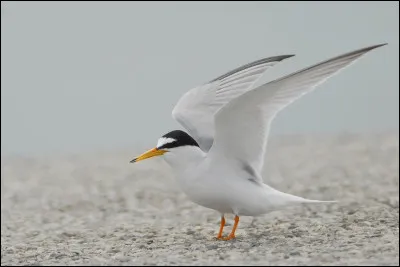 Sur un banc de sable, vous remarquez une multitude de petits points blancs. Il s'agit d'une colonie...