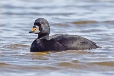 Soudain, vous apercevez un groupe d'oiseaux noirs au vol rapide. Ce sont...