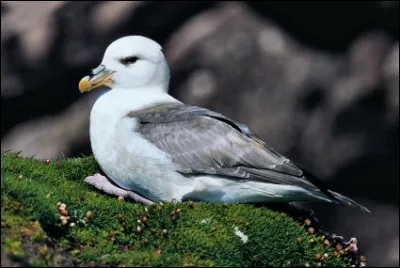 En passant au pied d'une falaise, vous entendez des cris particuliers. Vous levez les yeux et vous rendez compte que vous êtes sous une colonie de...