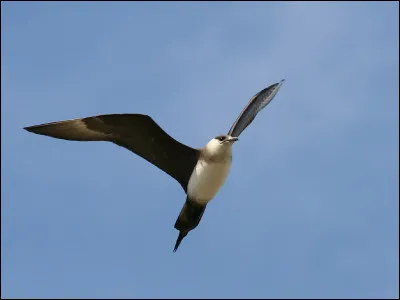 Un oiseau poursuit une sterne pour lui voler le poisson qu'elle vient de pêcher, vous l'identifiez comme étant...
