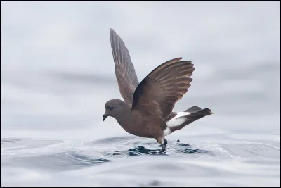 Cet oiseau nichant dans les mers de l'hémisphère sud est régulièrement observé en France, surtout au large de la Bretagne. C'est...